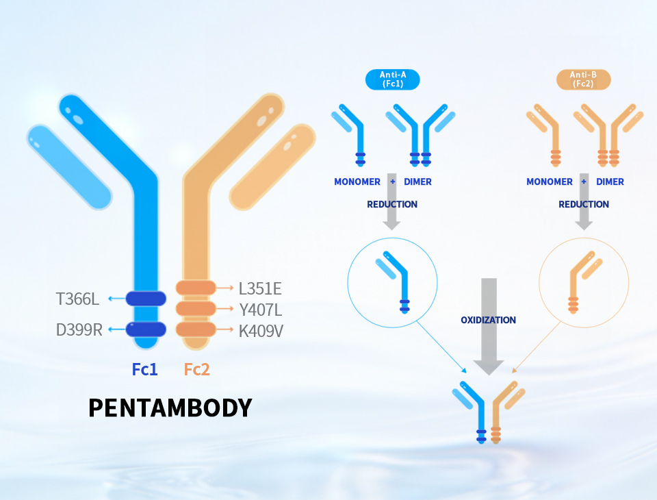 PENTAMBODY®双特异性抗体技术平台